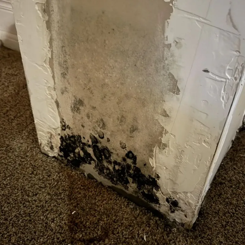 Professional Mold Removal in Rockford, MN